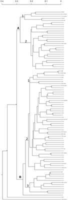 Production and verification of novel Osmanthus hybrids